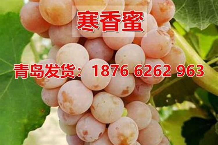 怎样给葡萄喷肥才能效果达到最好？