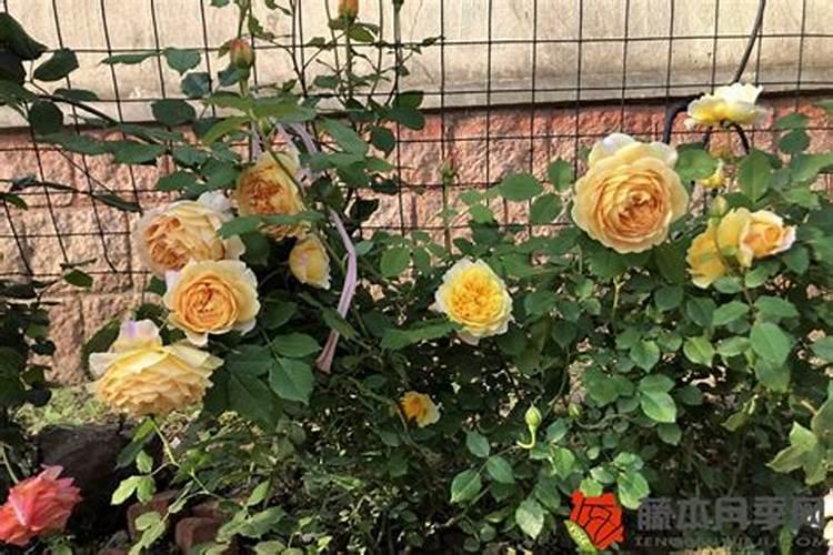 月季花叶子有白色粉是咋了,怎么办