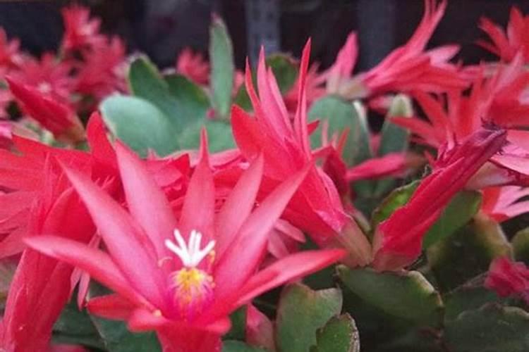 假昙花怎么施肥