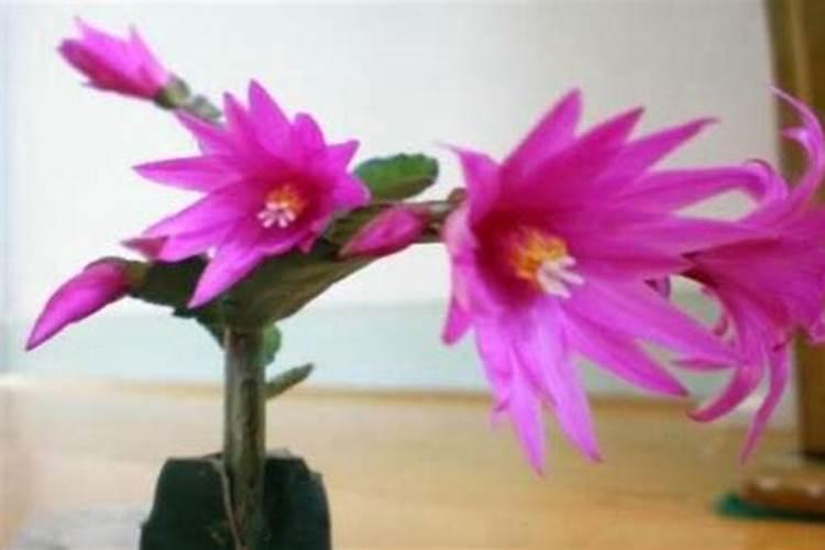 假昙花怎么施肥