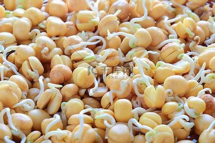 鹰嘴豆的田间管理 鹰嘴豆应该怎么施肥