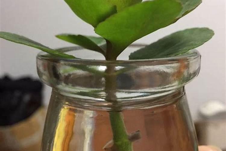 菜地里种植的青菜遭虫子咬,不能打农药,有些什么办法能防治虫害？