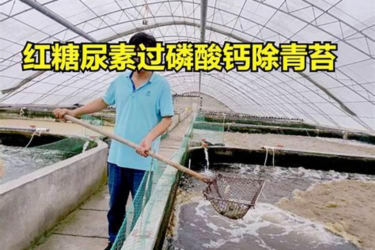 虾塘肥水用红糖一亩要多少