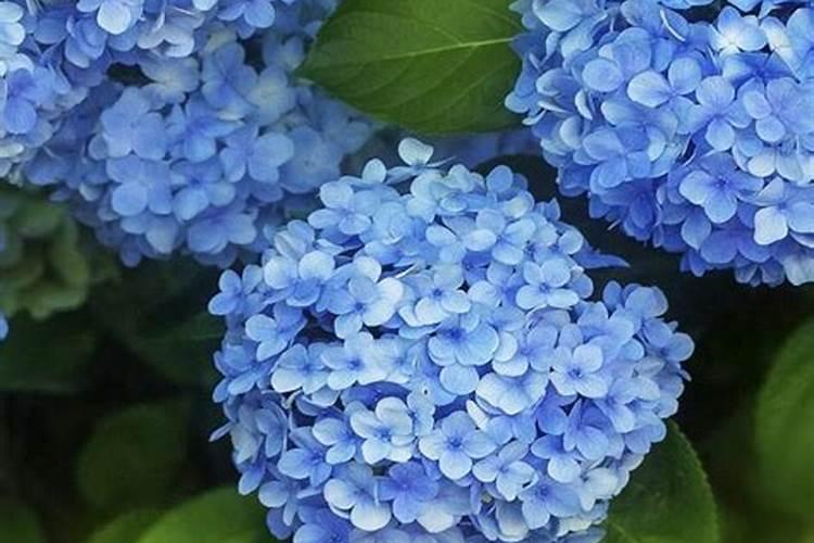 绣球花施什么肥最好