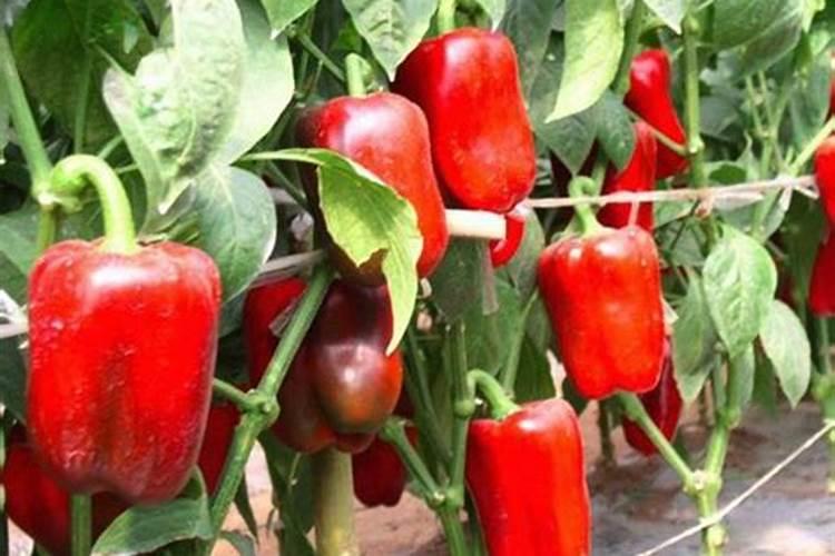甜椒种植管理技术技巧 甜椒怎么施肥