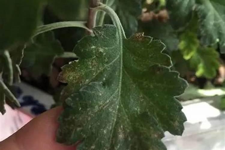 月季得了白粉病用什么药