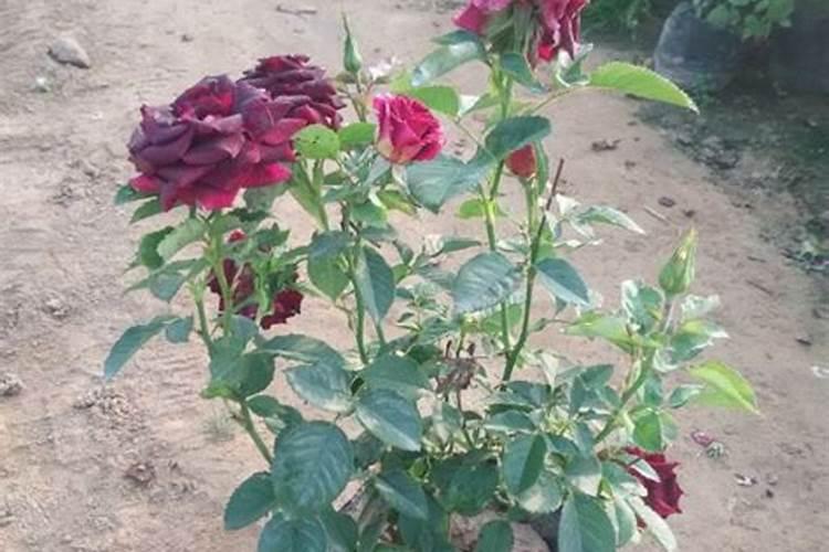 月季花施什么肥？