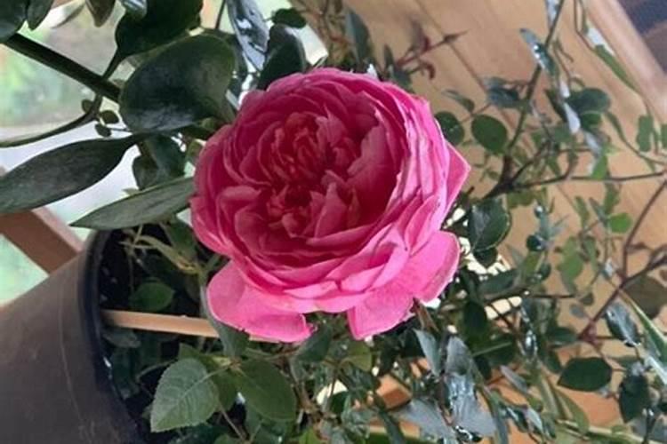 月季二月份可以施肥吗？