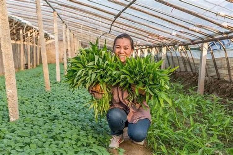种蔬菜用什么肥料 家庭种植蔬菜的时候