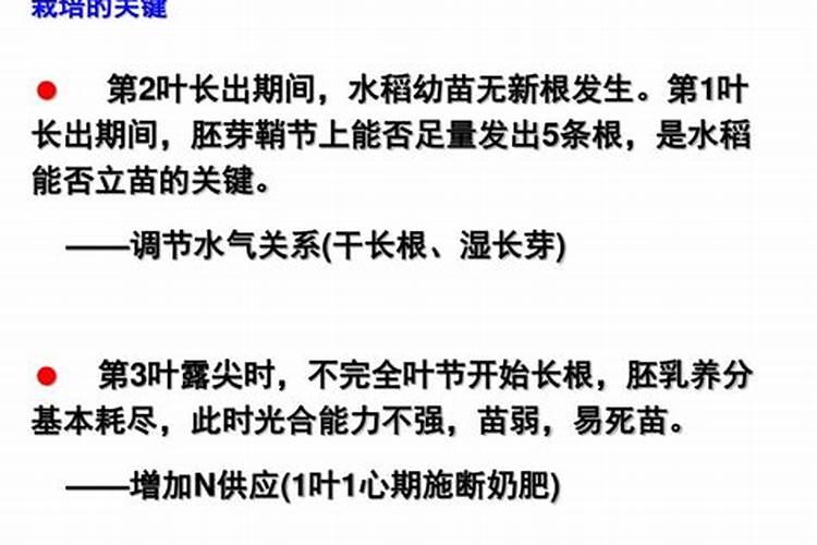 水稻各个时期的田间管理