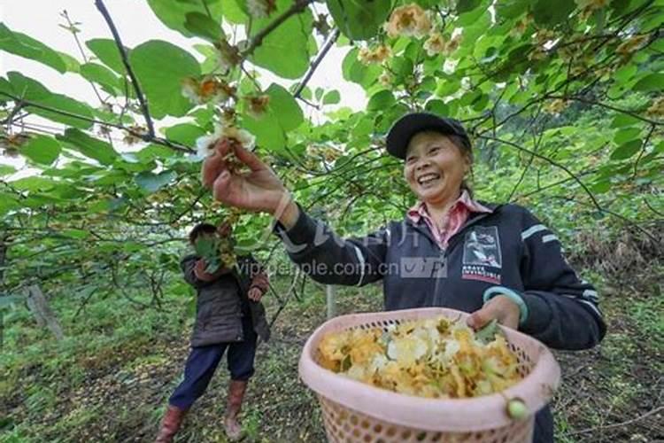 猕猴桃树几月份上肥好