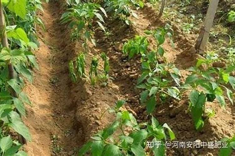 玉米播种,一亩地应该上多少肥料？怎么施肥才能不浪费？