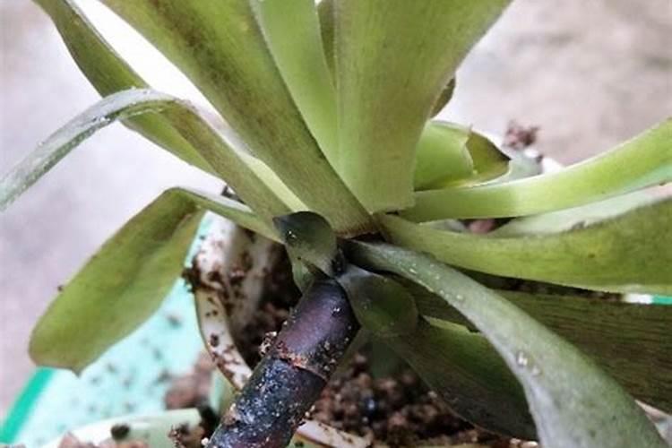 大棚多肉用什么肥催大