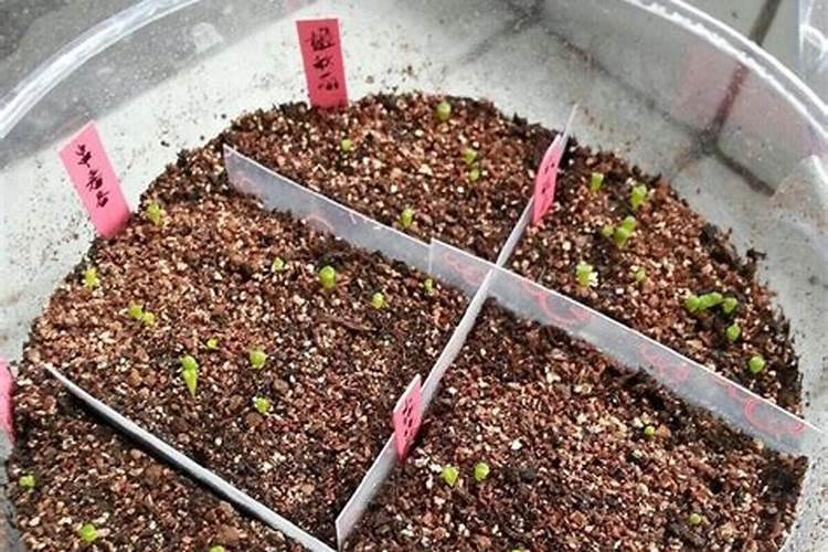 多肉种子发芽多久可以追肥 多肉种子发芽后何时追肥