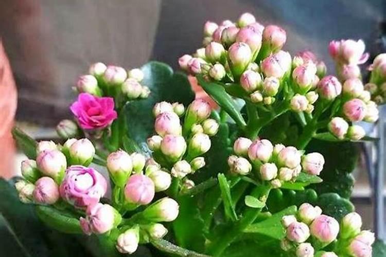 长寿花花苞枯了怎么救 长寿花花苞枯了补救技巧