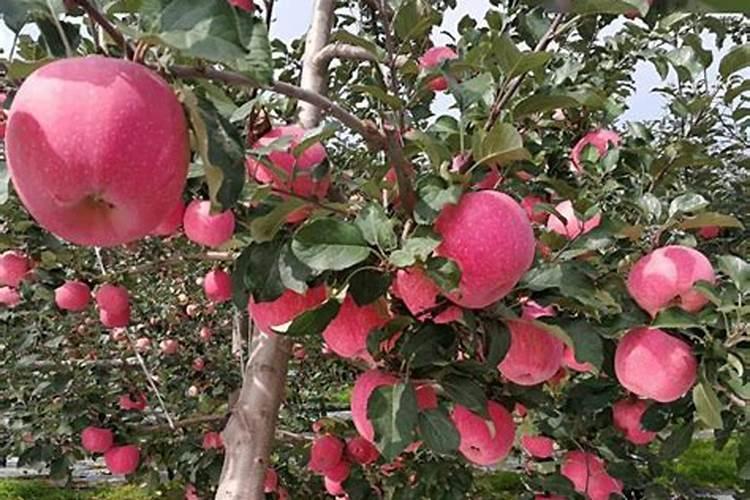 “苹果树膨果期施什么肥料好”