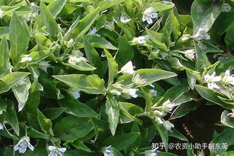 盆栽荷花怎么施肥施什么肥