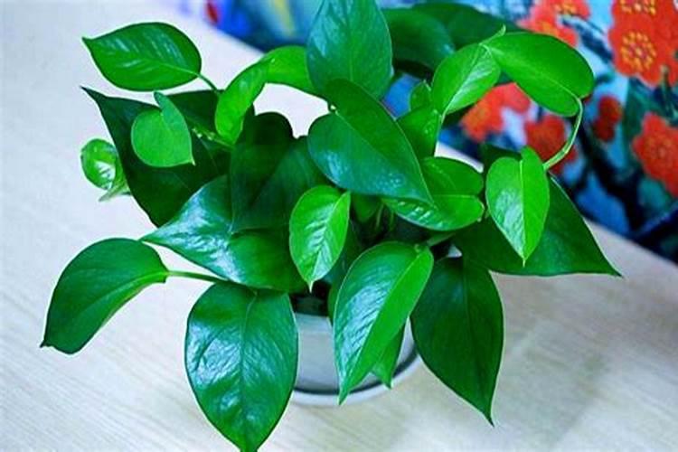 绿萝施什么肥料长得好,叶子更绿？