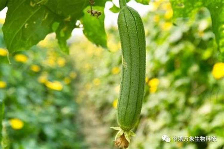 丝瓜如何追肥产量最高？应该用什么肥料呢？