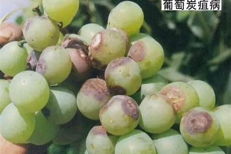 葡萄不结果的原因及解决方法