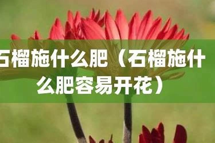 番石榴施深肥的正确方法