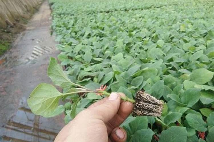 秋葵小苗什么时候施肥