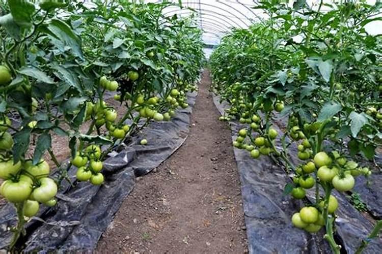 香瓜膨果期用什么肥料？