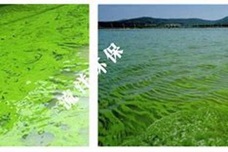 生物菌肥一亩地用多少合适呀