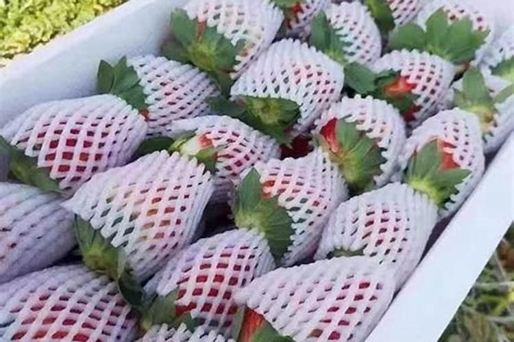 草莓专用肥是什么肥料 草莓施入氮磷钾肥的作用