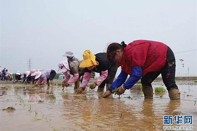 水稻移栽后几天施肥