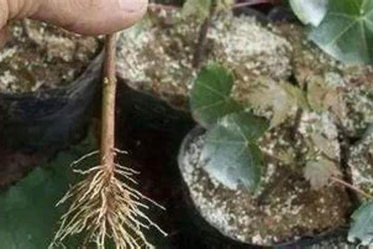 兰花移栽一个星期可以用生根粉吗