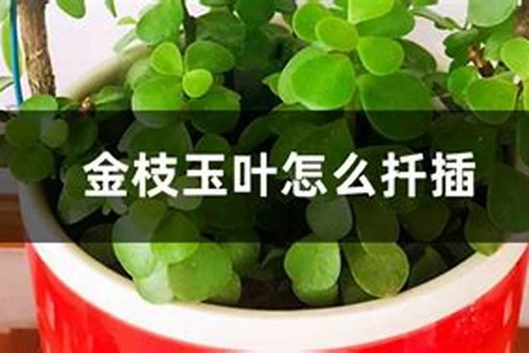绿萝怎么扦插容易生根