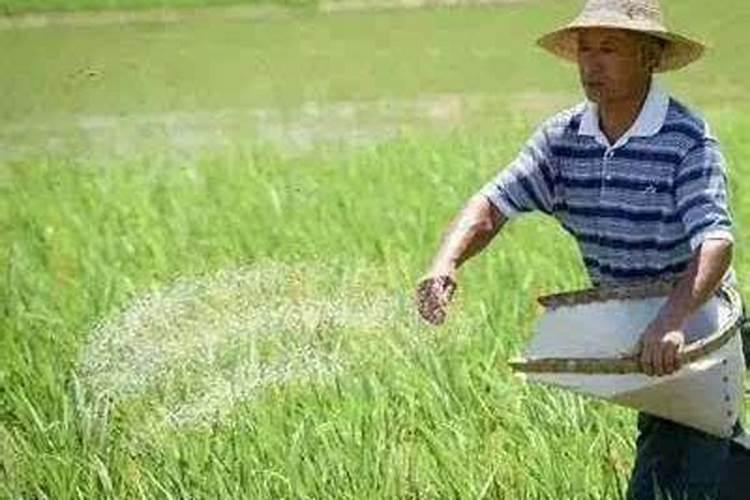 水稻什么时期施硅肥水稻施硅肥的时间