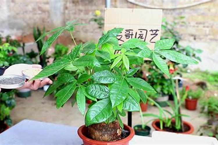 发财树浇什么肥料可枝叶旺盛 养殖盆栽发财树施肥方法