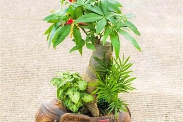 发财树打什么叶面肥