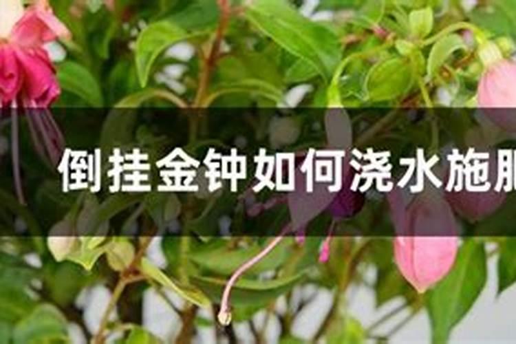 倒挂金钟适合上什么肥