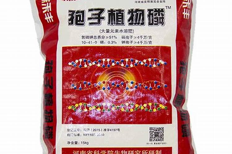 怎么养蕨类植物