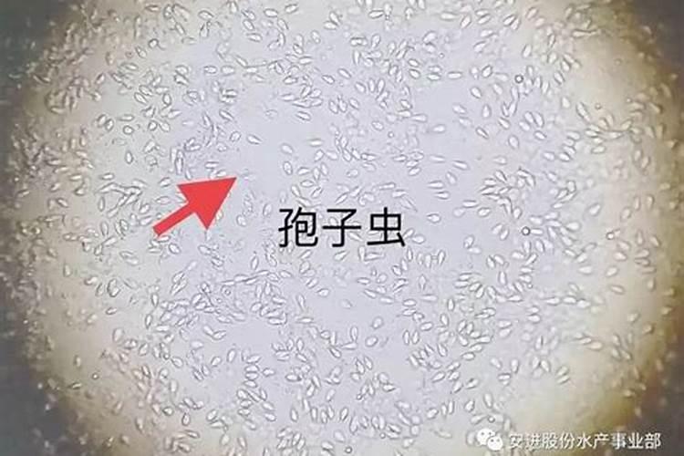 养花的土壤应该怎么处理？