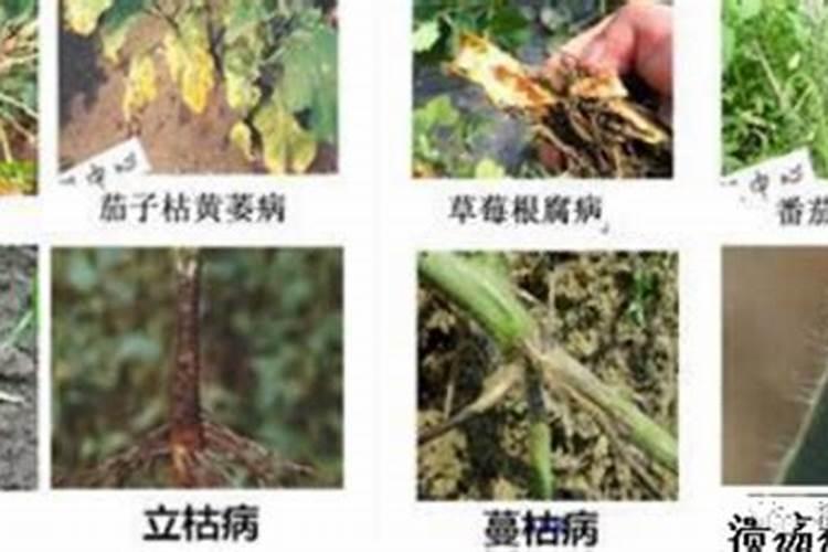 西红柿的木栓病是怎么回事,该如何有效防治呢？