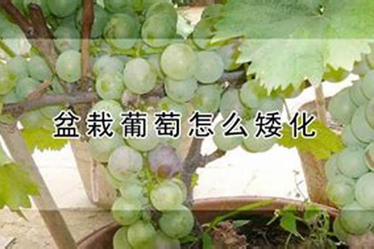 葡萄补硼的最佳时期