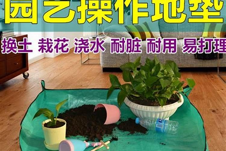 土豆养花法