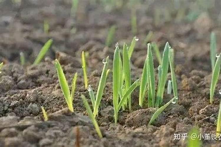 小麦压冻水时施氮肥好还是返青水施氮肥好？