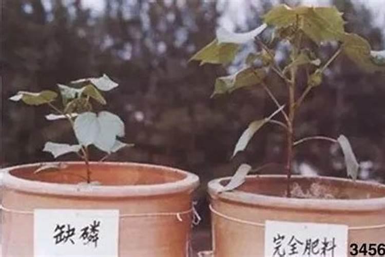 宝宝缺磷怎么办