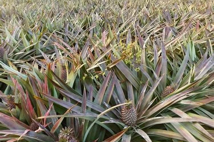 凤梨叶子枯黄,易上病虫害怎么办？养植的水有什么要求吗？