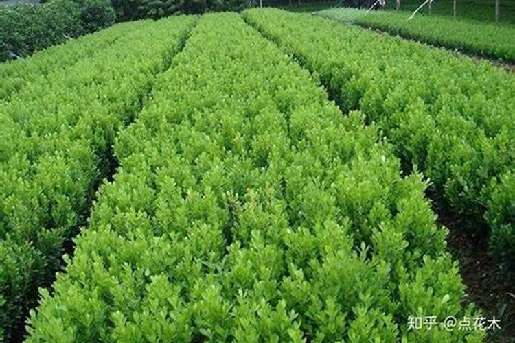 黄杨怎样盆栽