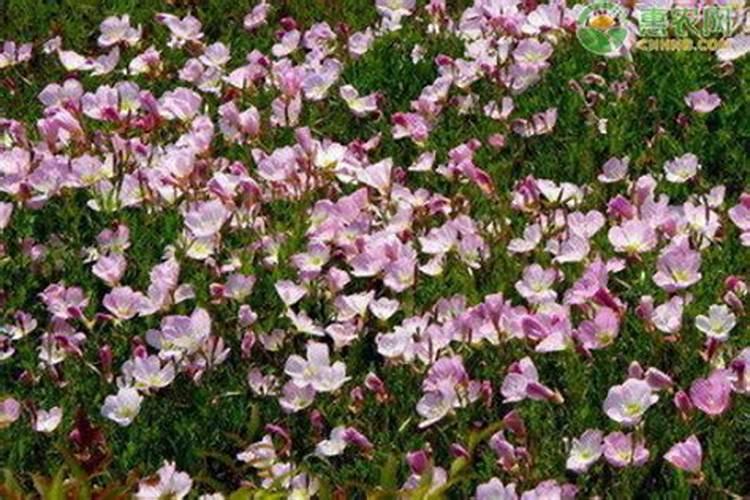 月见草栽培技术