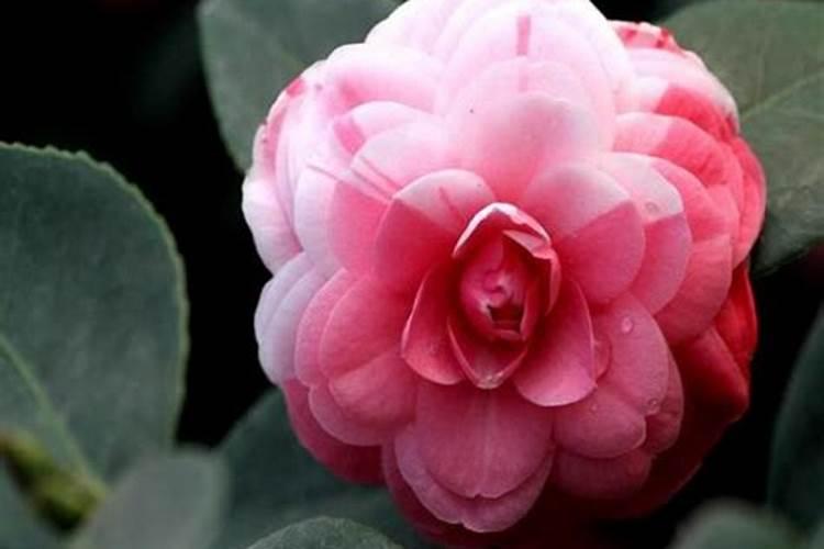茶花长芽如何施肥