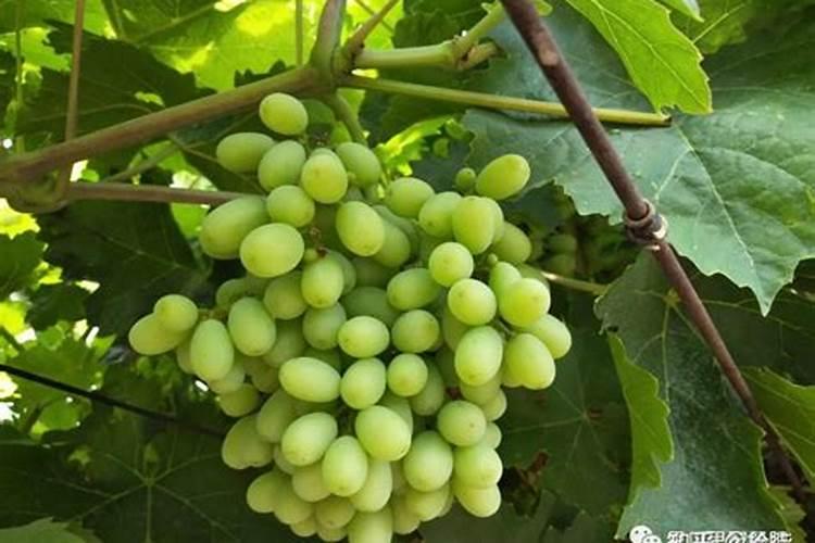 葡萄上色时用什么肥料上色快