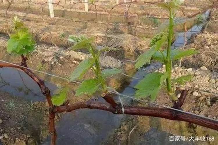 二月了葡萄能去防冻土吗？