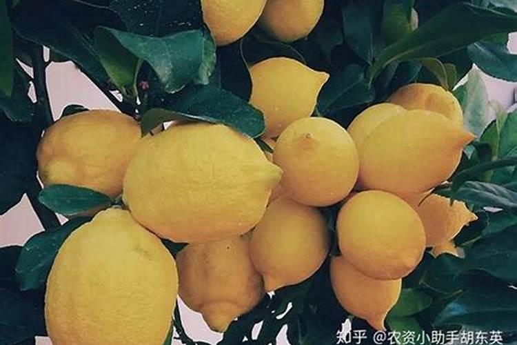 劲驼复合肥80斤价格
